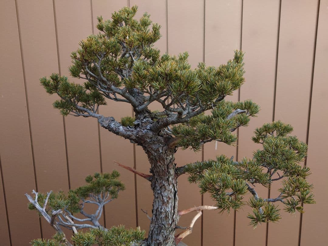 盆栽　瑞祥　五葉松　樹高69cm