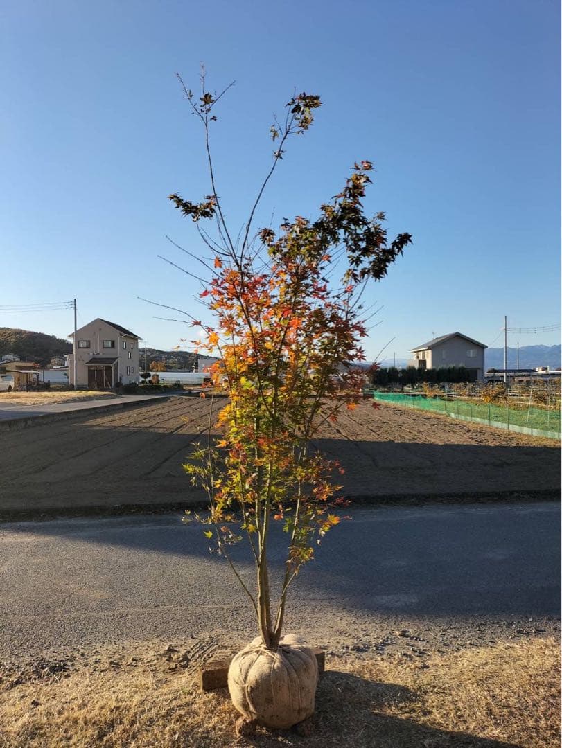 イロハモミジ 本株立ち 5本立ち