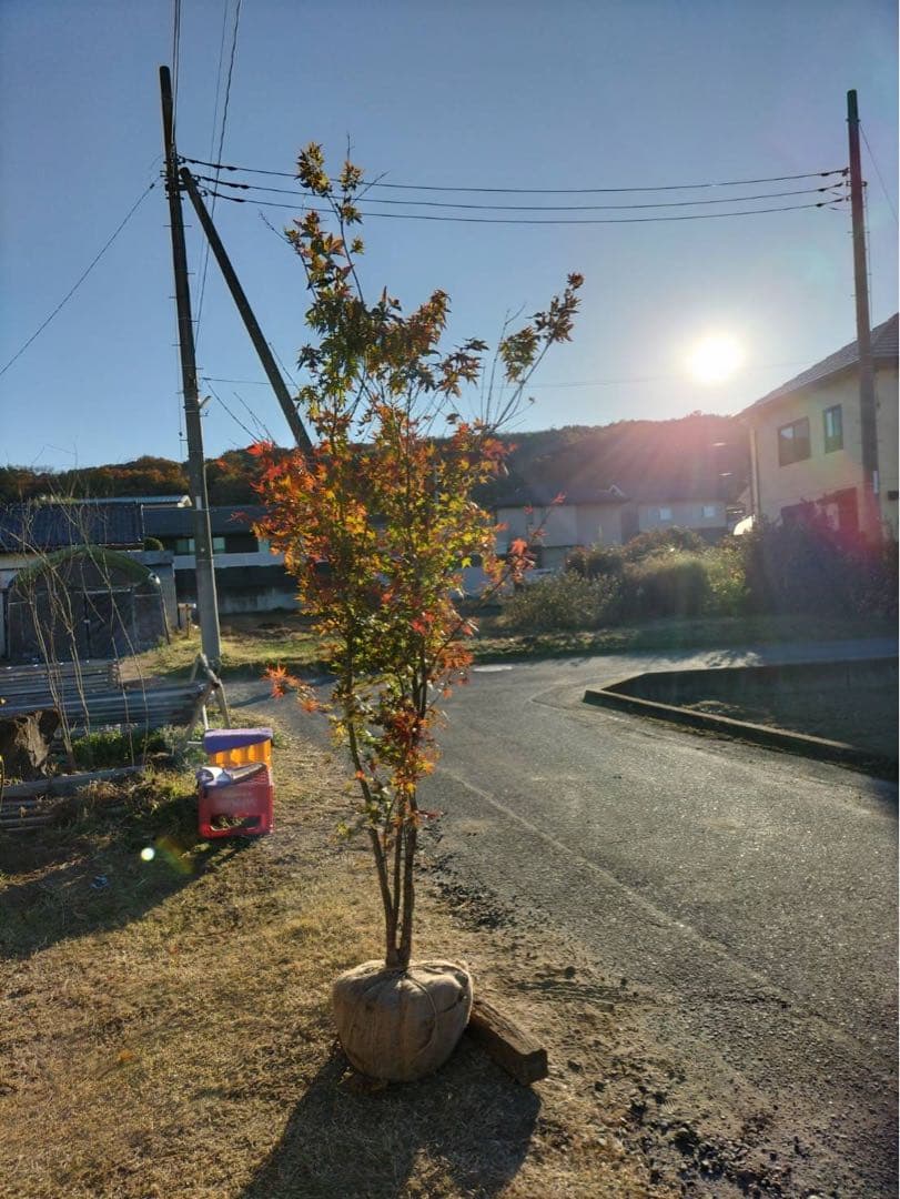 イロハモミジ 本株立ち 5本立ち