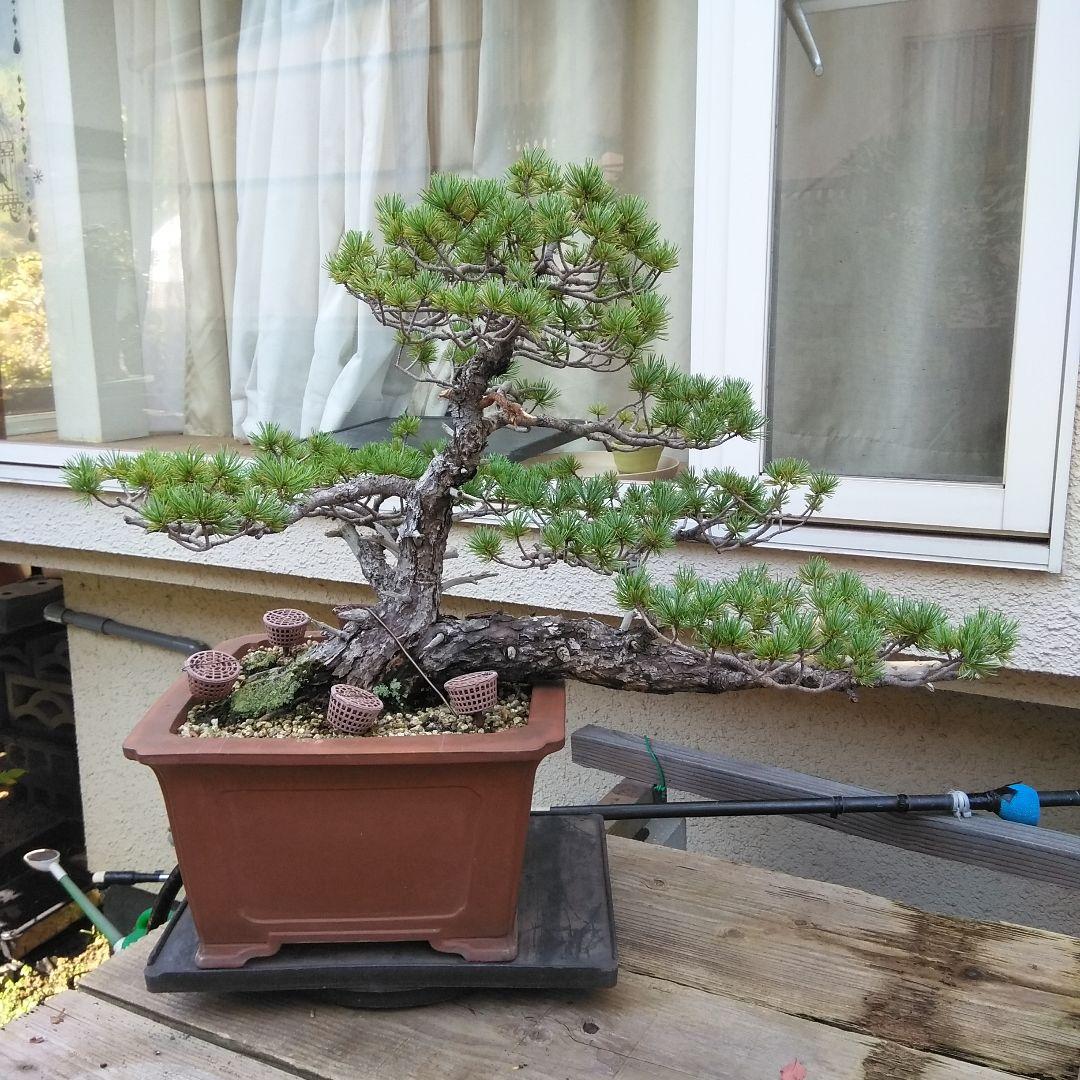 四国赤石五葉松 撮影日　　2023,10,15日