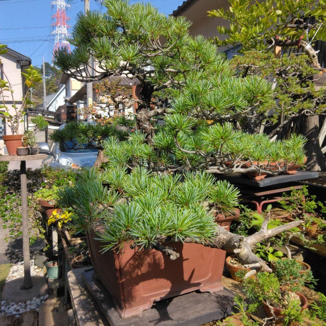 四国赤石五葉松 撮影日　　2023,10,15日