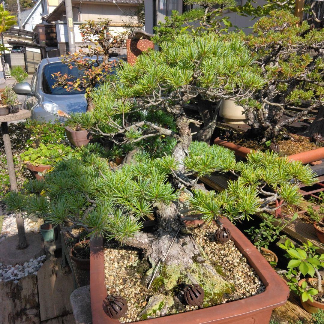 四国赤石五葉松 撮影日　　2023,10,15日