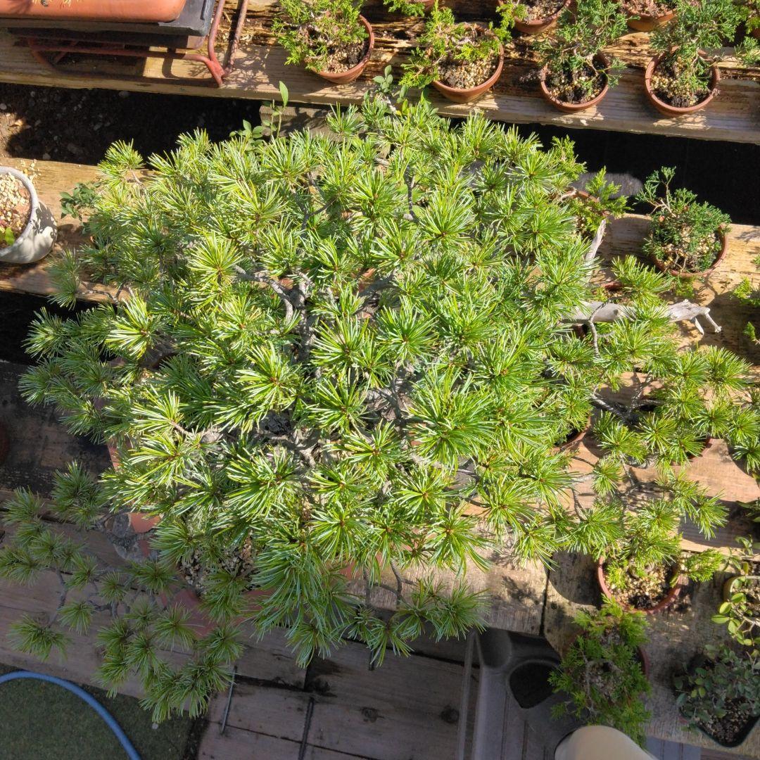 四国赤石五葉松 撮影日　　2023,10,15日