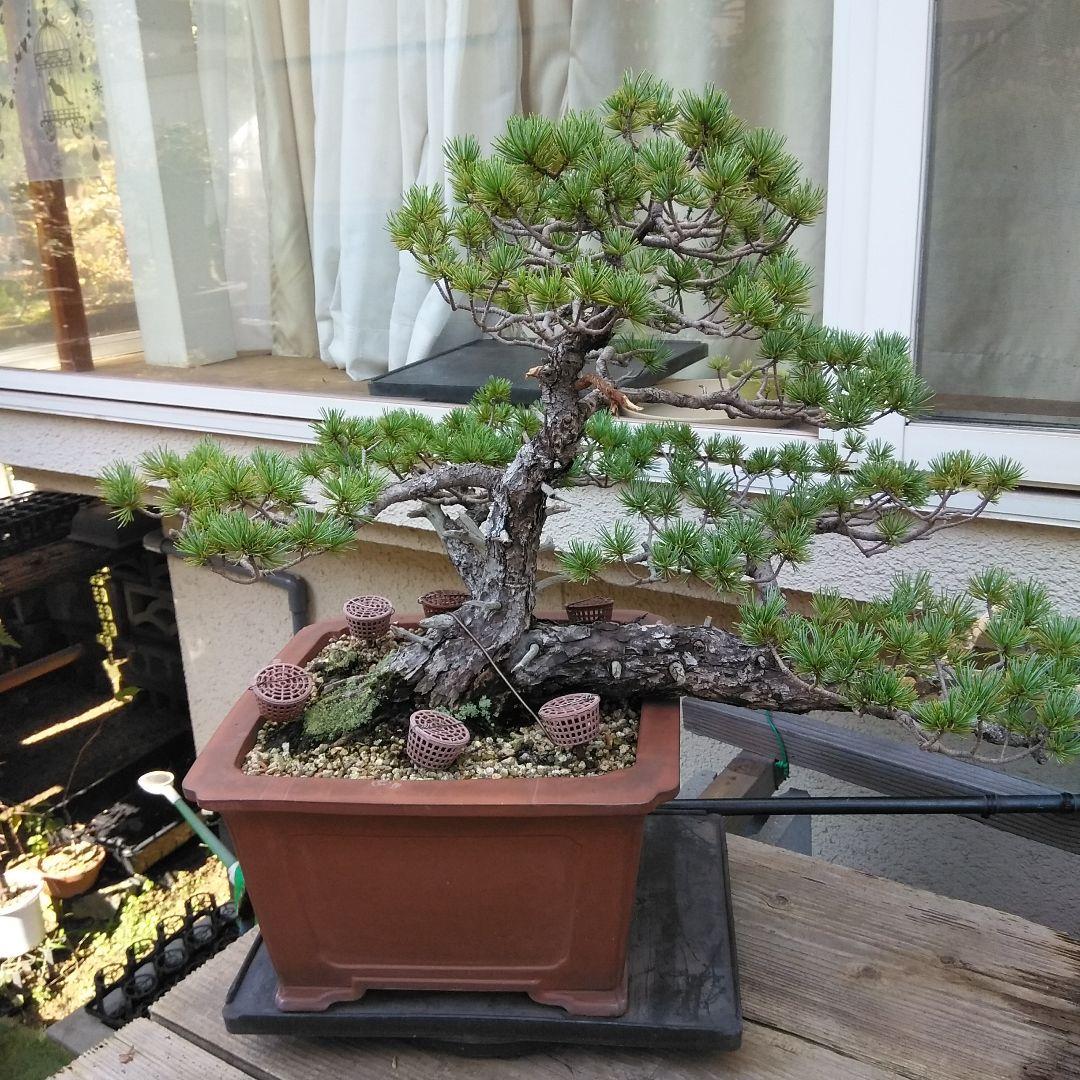 四国赤石五葉松 撮影日　　2023,10,15日