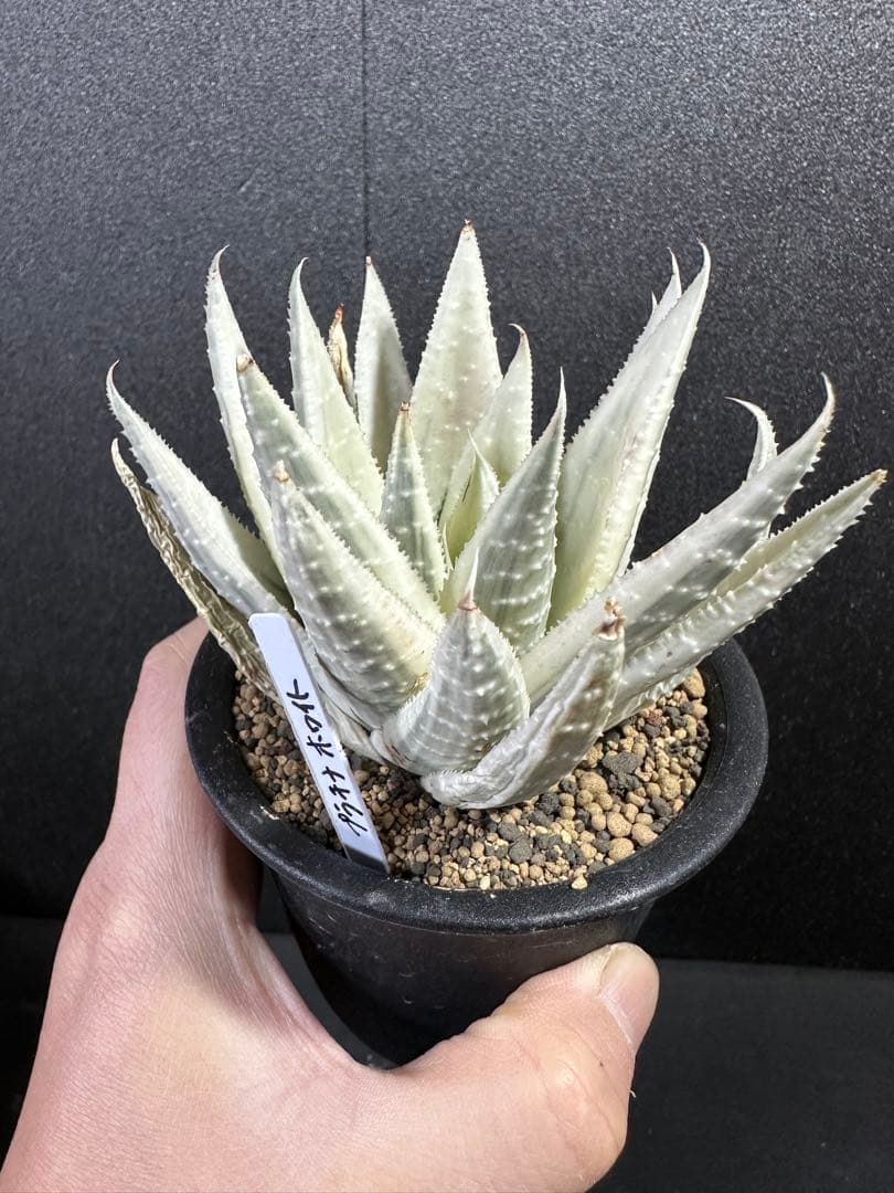 【超レア　ガステラロエ・ベグイニー　プラチナホワイト糊斑】　発根済み　ガステリア