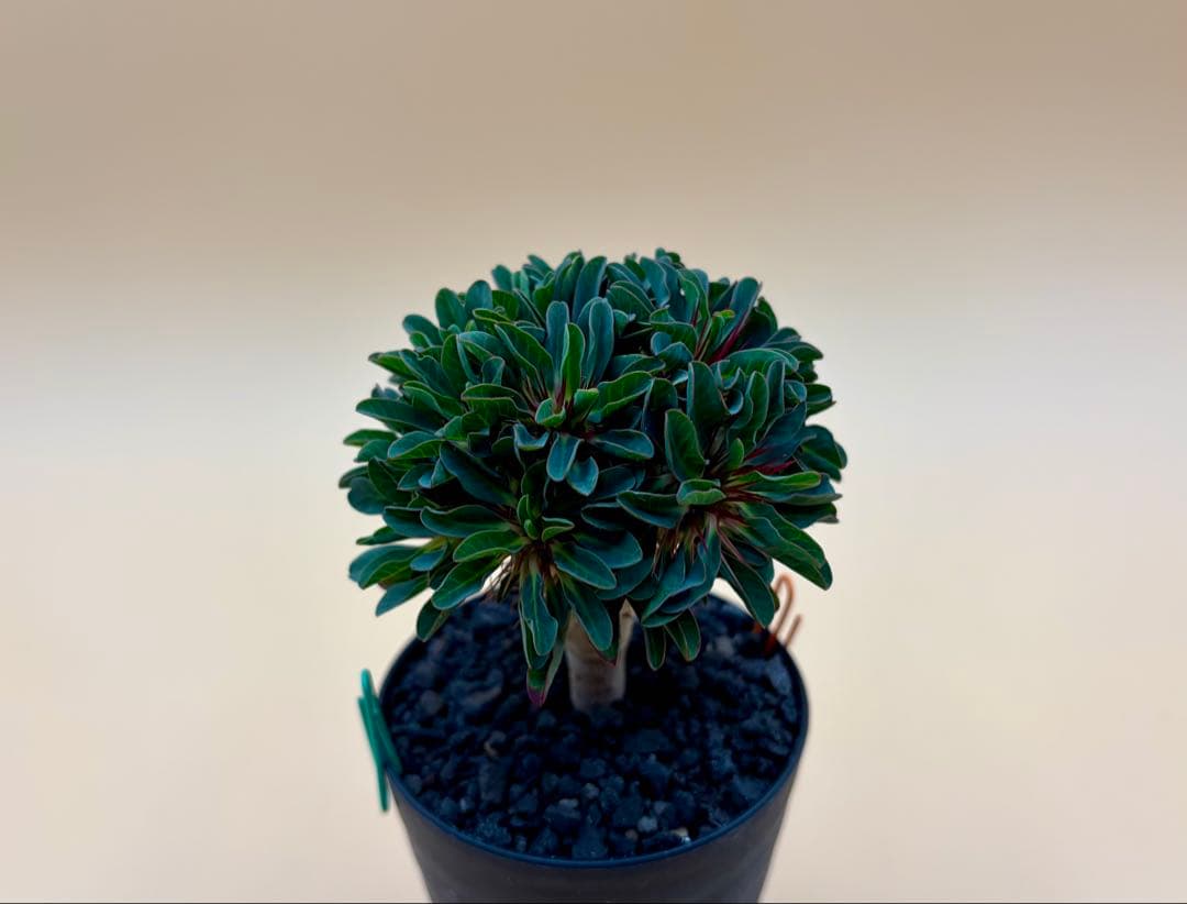 ユーフォルビア ギラウミニアナ 実生株 eg58 【鉢ごとメルカリ便】