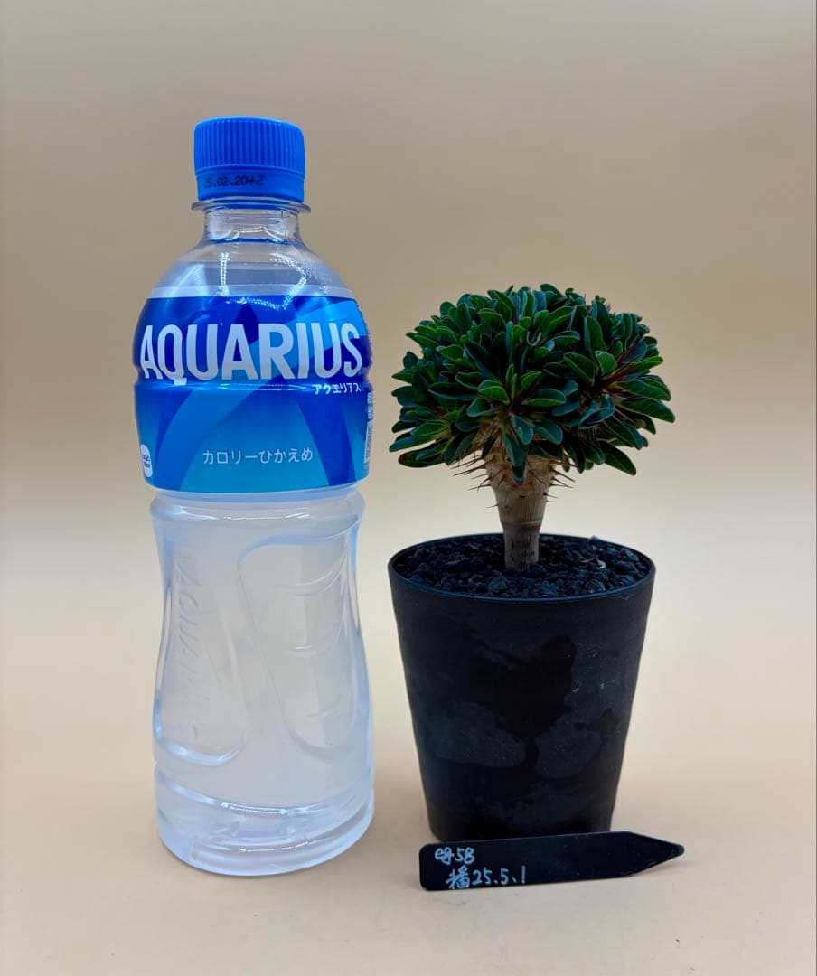 ユーフォルビア ギラウミニアナ 実生株 eg58 【鉢ごとメルカリ便】