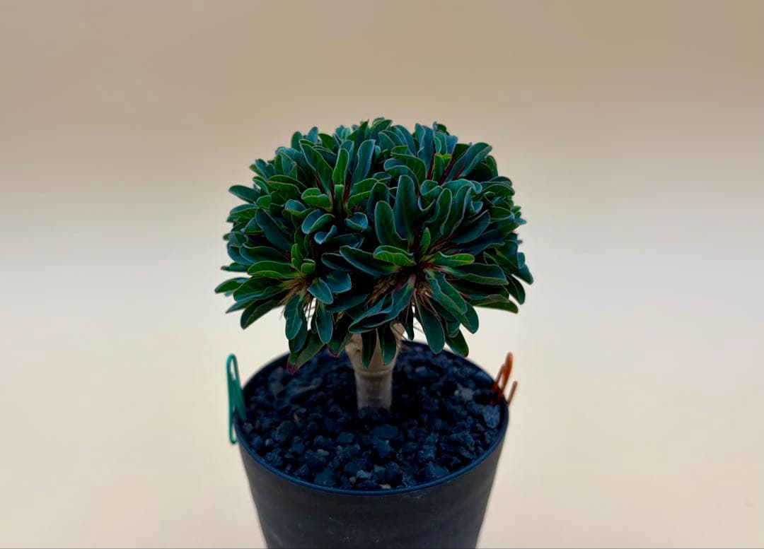 ユーフォルビア ギラウミニアナ 実生株 eg58 【鉢ごとメルカリ便】