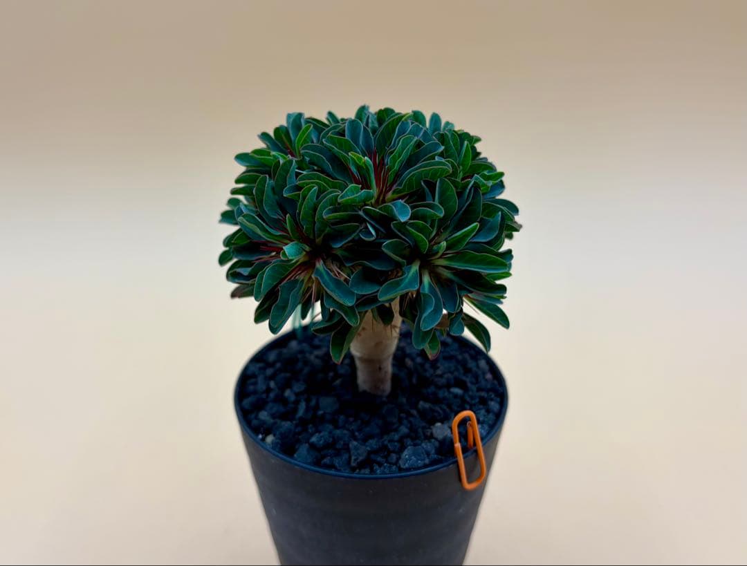 ユーフォルビア ギラウミニアナ 実生株 eg58 【鉢ごとメルカリ便】