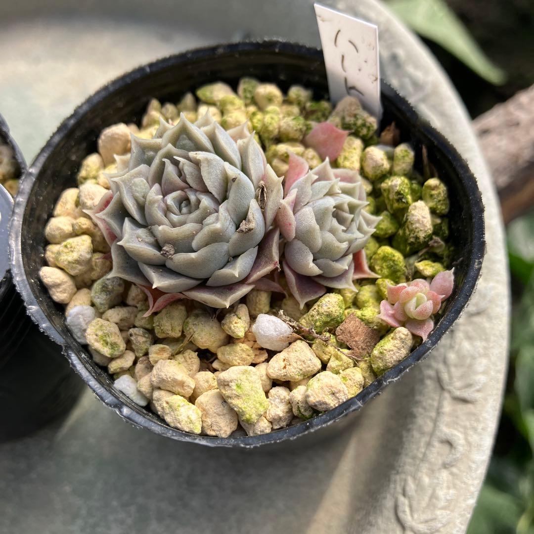 多肉植物　ハートチョイス　小苗　抜き苗