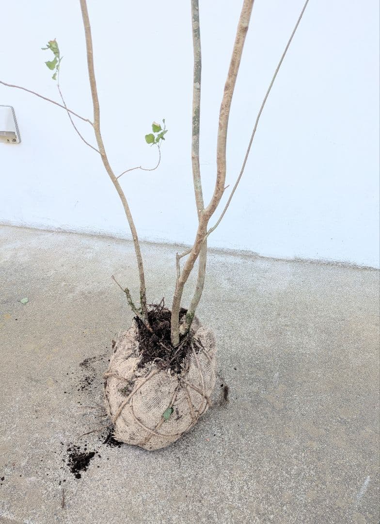 山採りアオダモ。