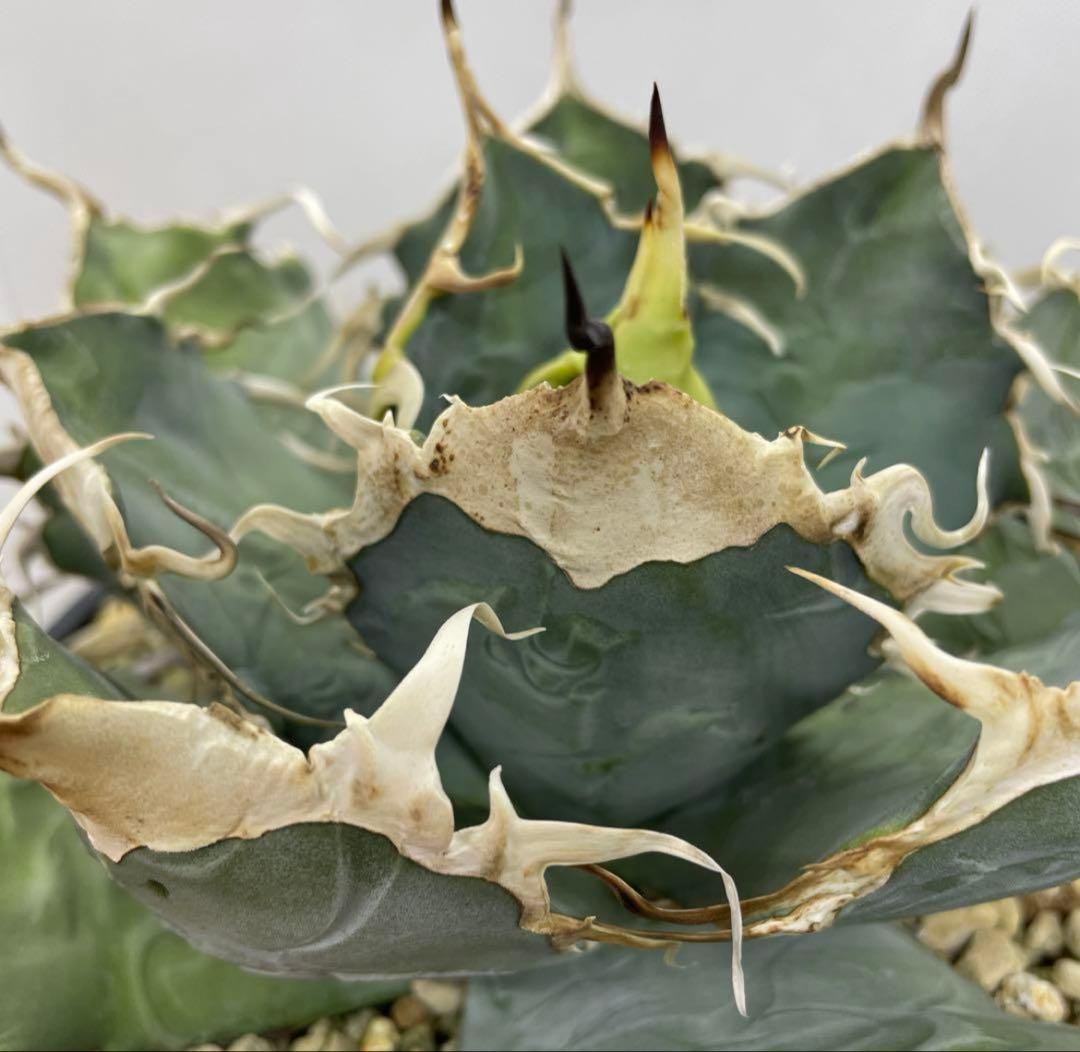 アガベ オテロイ　US由来　チタノタ　ブルー葉系 活着株鉢ごと発送　特選オテロイ