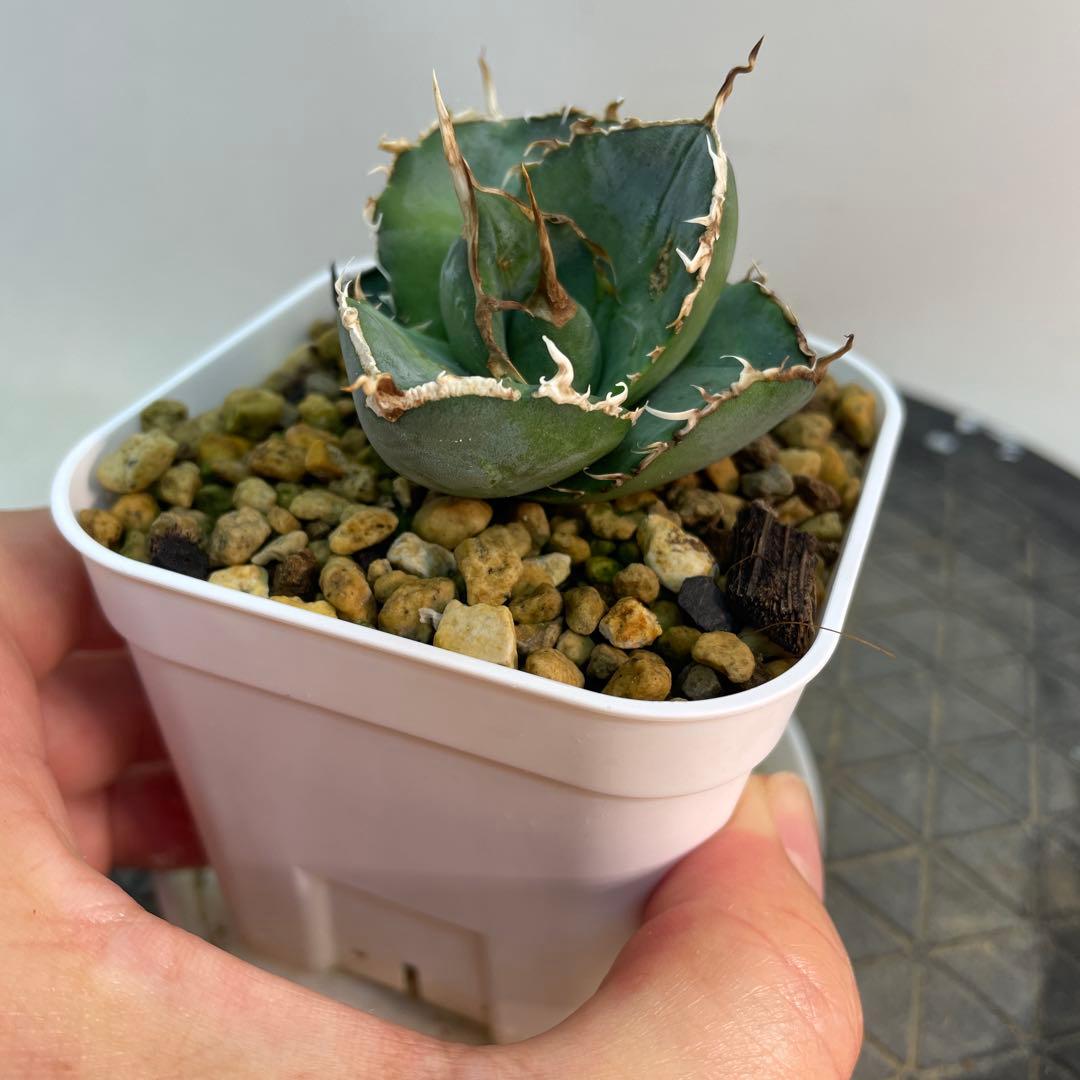 アガベ オテロイ　US由来　チタノタ　ブルー葉系 活着株鉢ごと発送　特選オテロイ