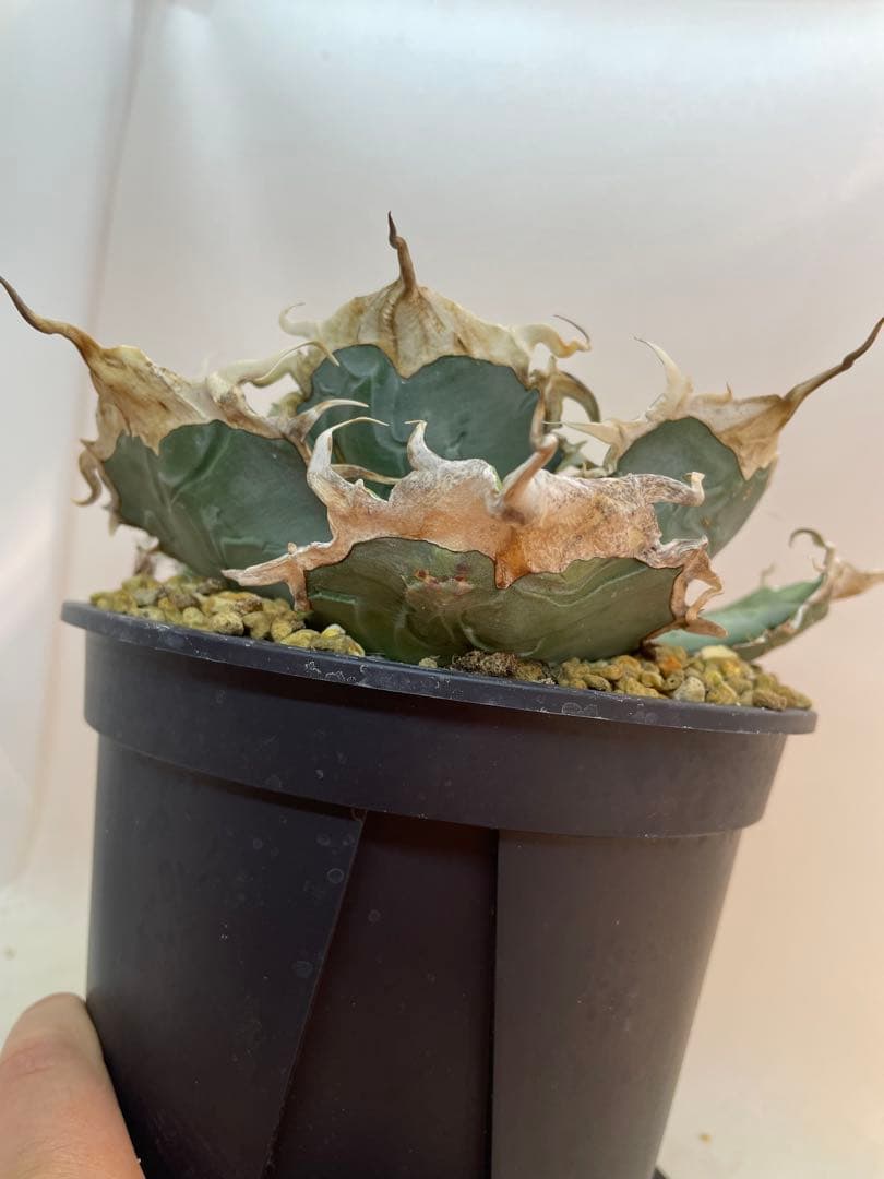 アガベ オテロイ　US由来　チタノタ　ブルー葉系 活着株鉢ごと発送　特選オテロイ