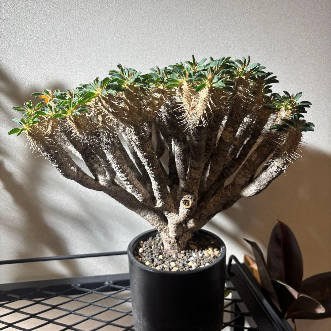 ユーフォルビアギラウミニアナ 大株 極美株 現地球 鉢ごと