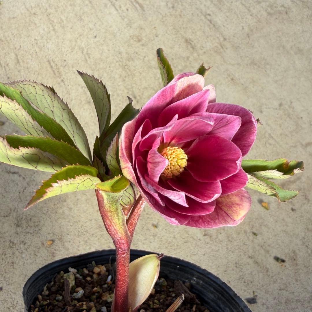 038 クリスマスローズ　開花株