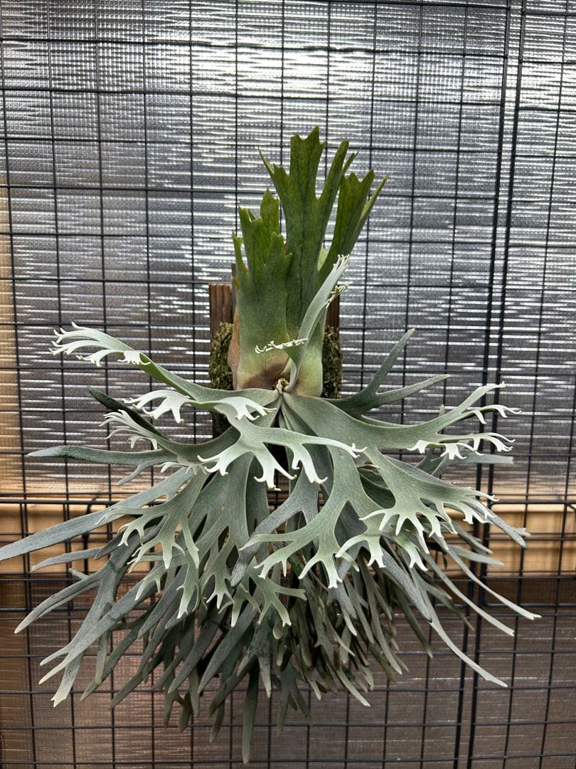 ビカクシダ P. willinckii 'Jade Girl' spore