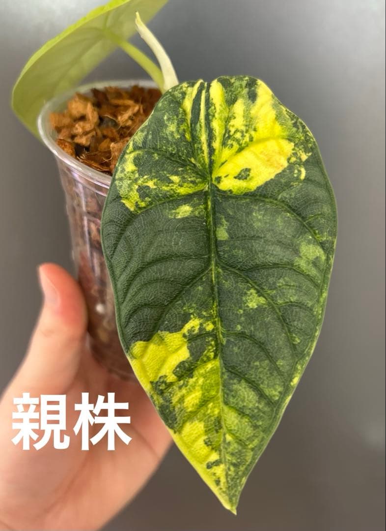 【特価】【芋】 アロカシア　メロ　オーレア　斑入り