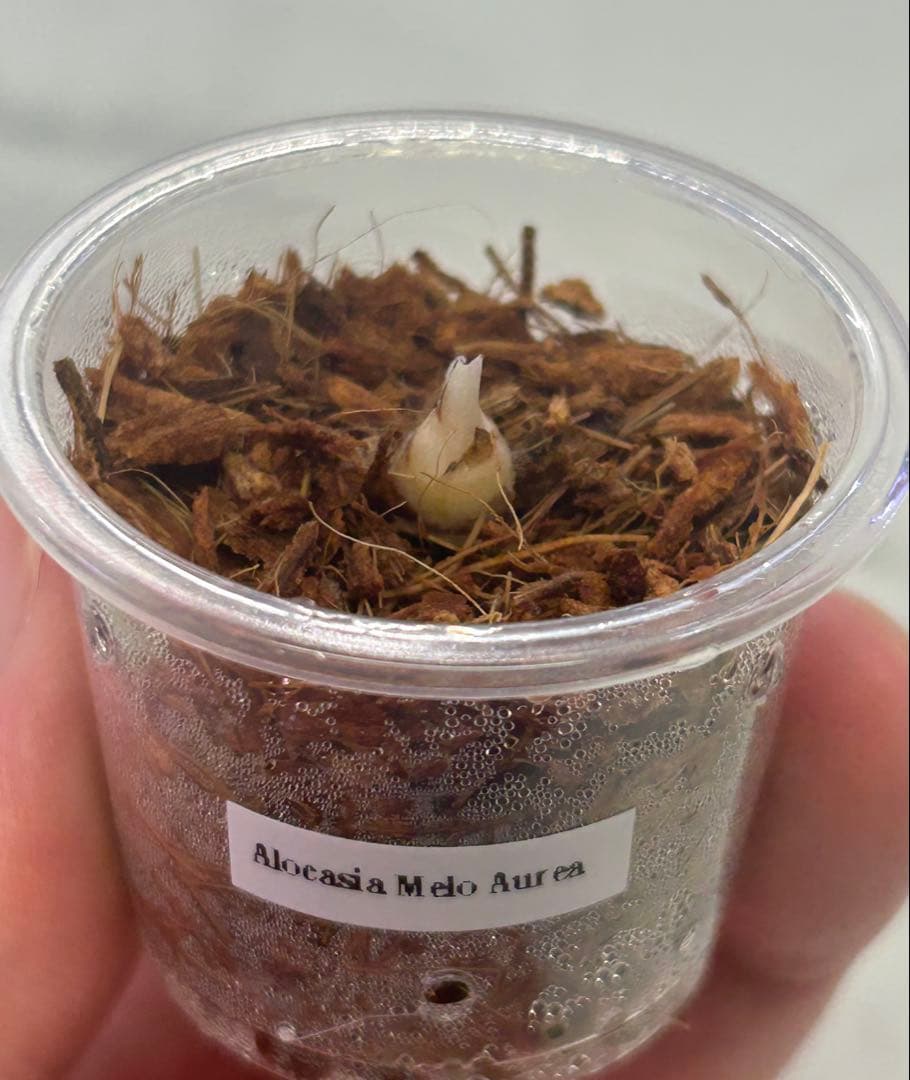 【特価】【芋】 アロカシア　メロ　オーレア　斑入り