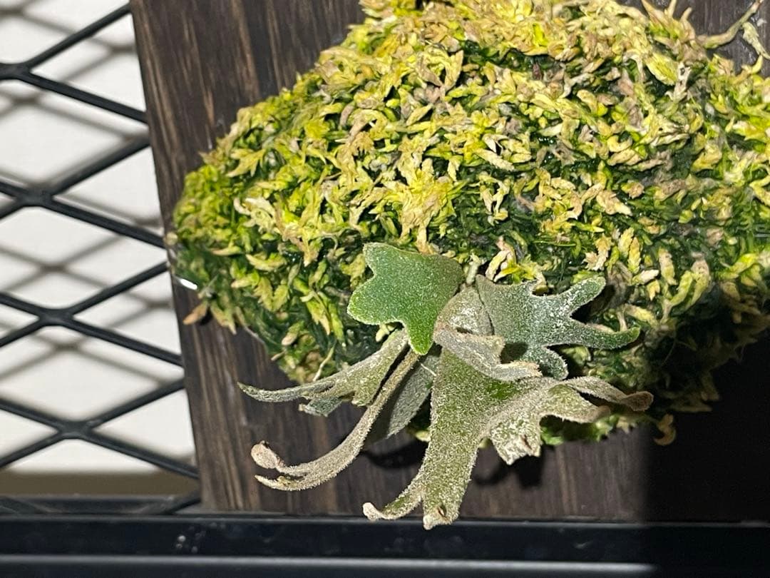 ビカクシダ　jenny spore 値下げしました