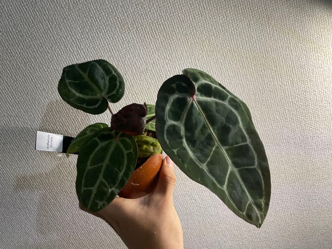 E*o様 アンスリウム　ミシェル