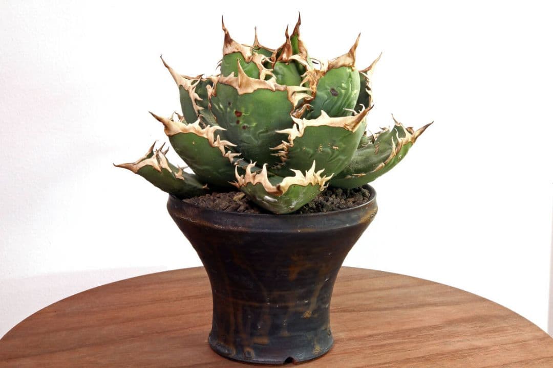 黒犀牛★狂戦士★バーサーカー★大株★humanity★ヒューマニティ鉢付き