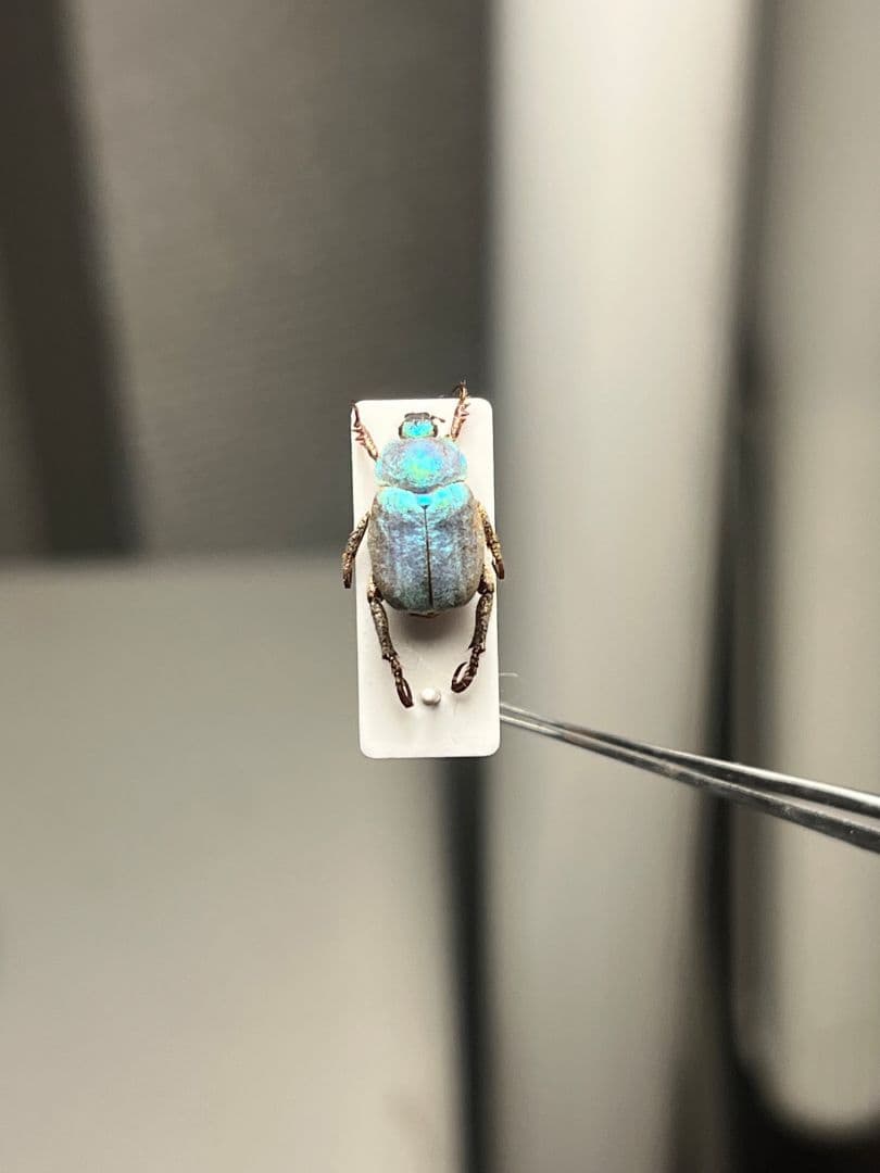 【8mm】シンジュアシナガコガネ 標本 ブルースカラベ プラチナコガネ カナブン