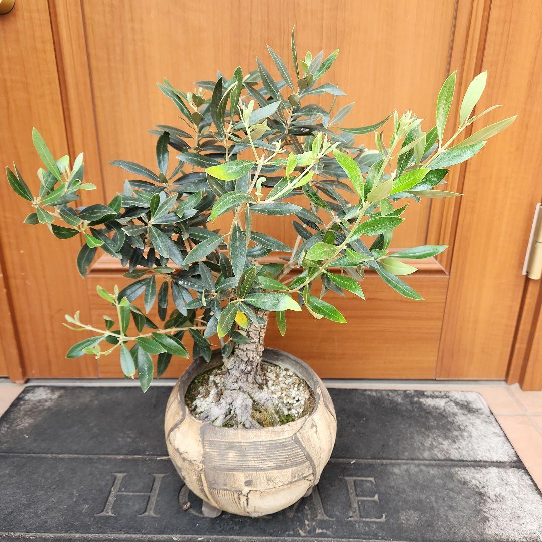 オリーブ　盆栽