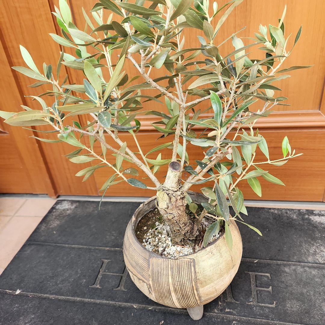 オリーブ　盆栽