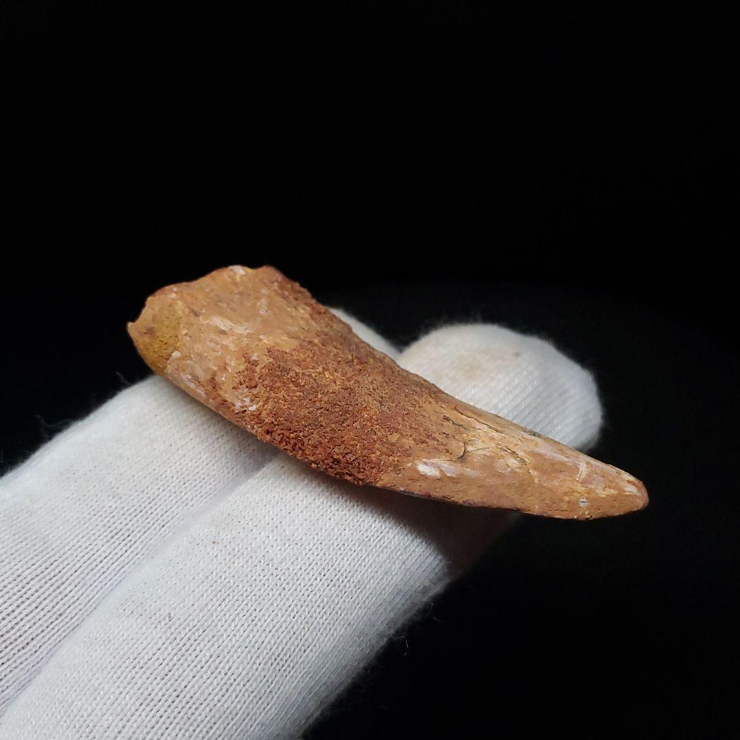 カルカロドントサウルス 歯 化石 本物 モロッコ産 48.51mm  fca16