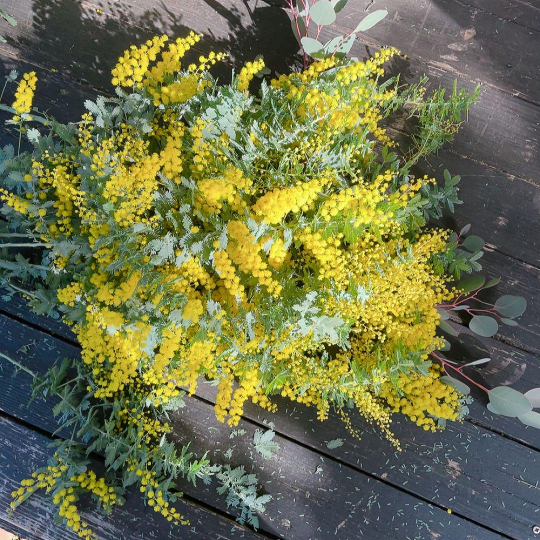 ＊専用ページ＊朝摘みフレッシュミモザ＊