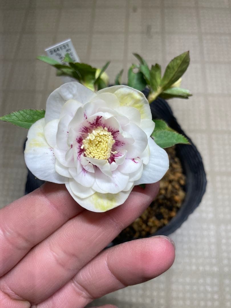 加藤農園 ホワイトゴールド グリーンリップ クリスマスローズ