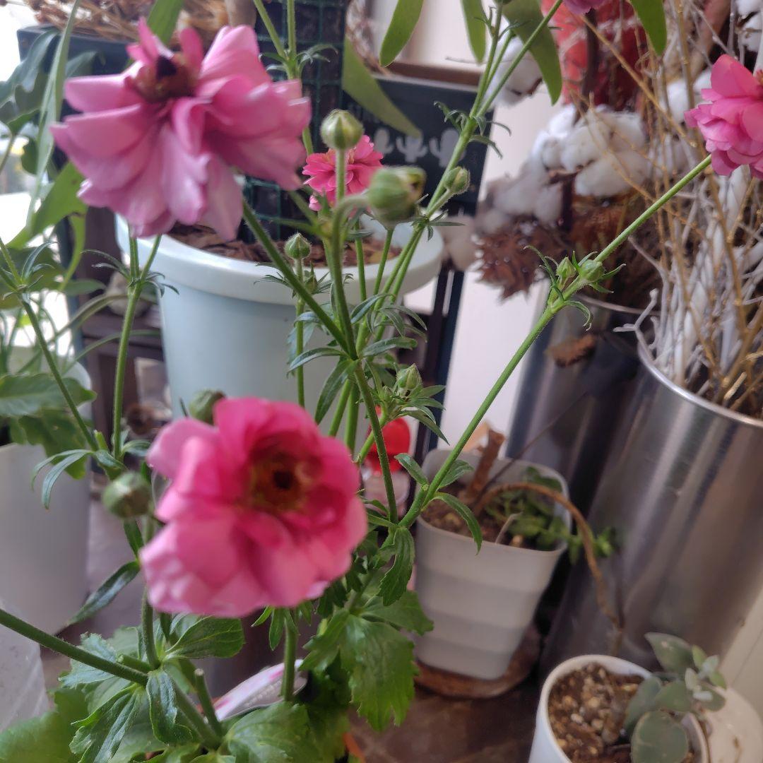 お買得！３鉢セット✺ミノアン＆ジュピター＆ヘラ ラナンキュラスラックス❧