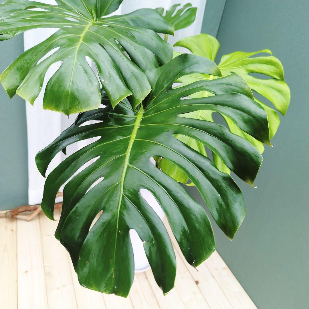 モンステラ デリシオーサ ７号 ロング 《現品》