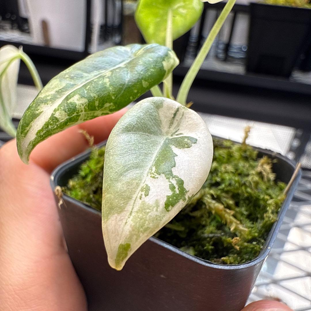 e*c様 格安 アロカシア マハラニアルボ