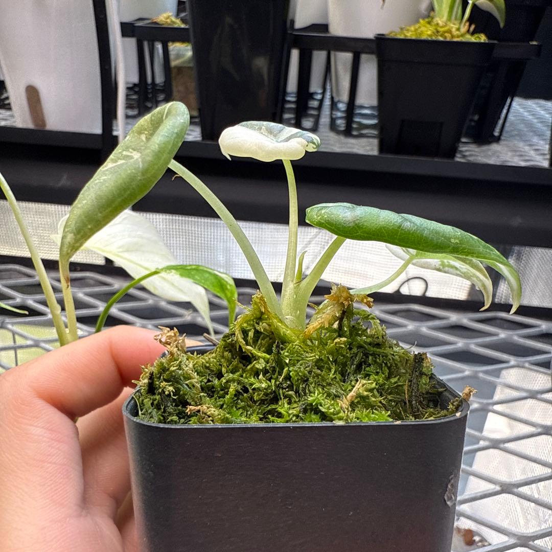 e*c様 格安 アロカシア マハラニアルボ