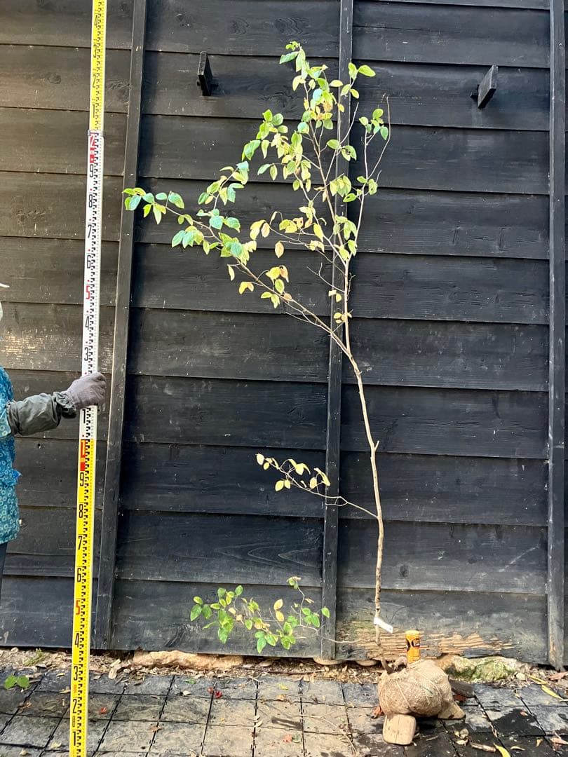 500 山採り　ヤマコウバシ