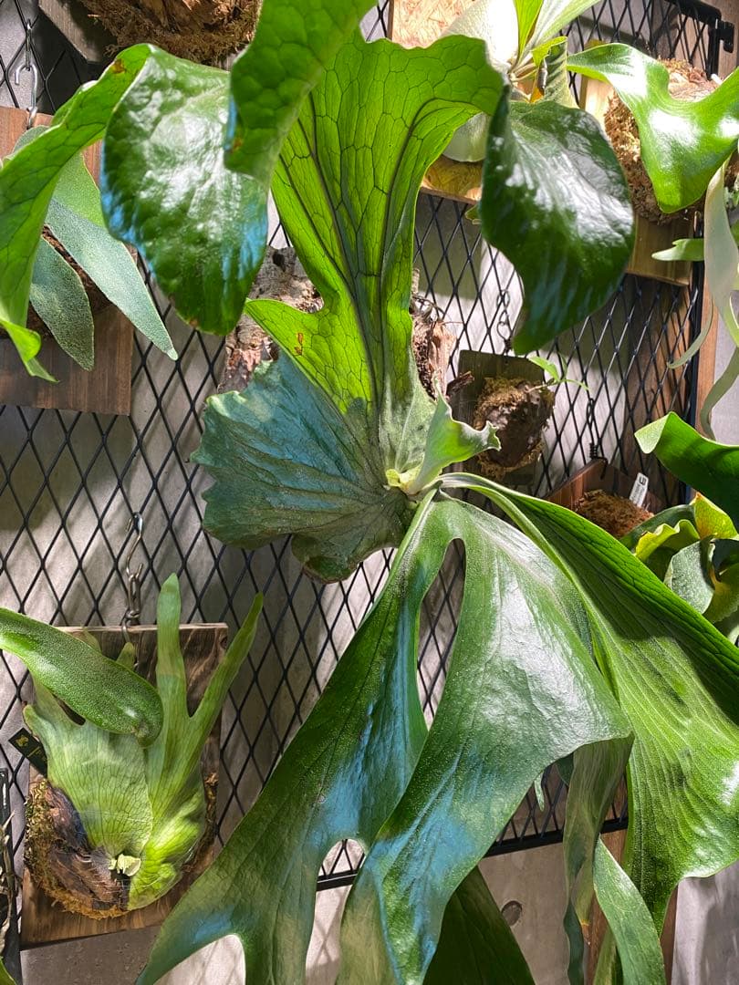 ビカクシダ グランデ 超特大株