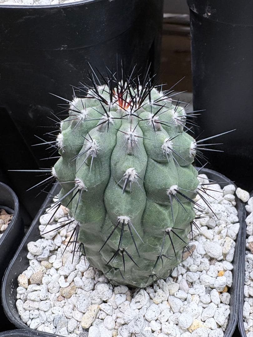 E*y様 コピアポア 黒王丸 竜魔玉×栗星玉 2株セット プラステラ105付き