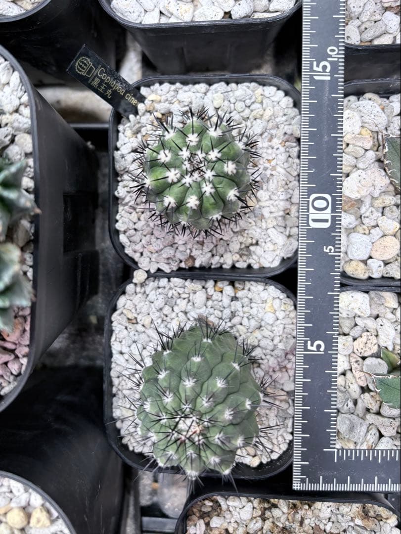 E*y様 コピアポア 黒王丸 竜魔玉×栗星玉 2株セット プラステラ105付き