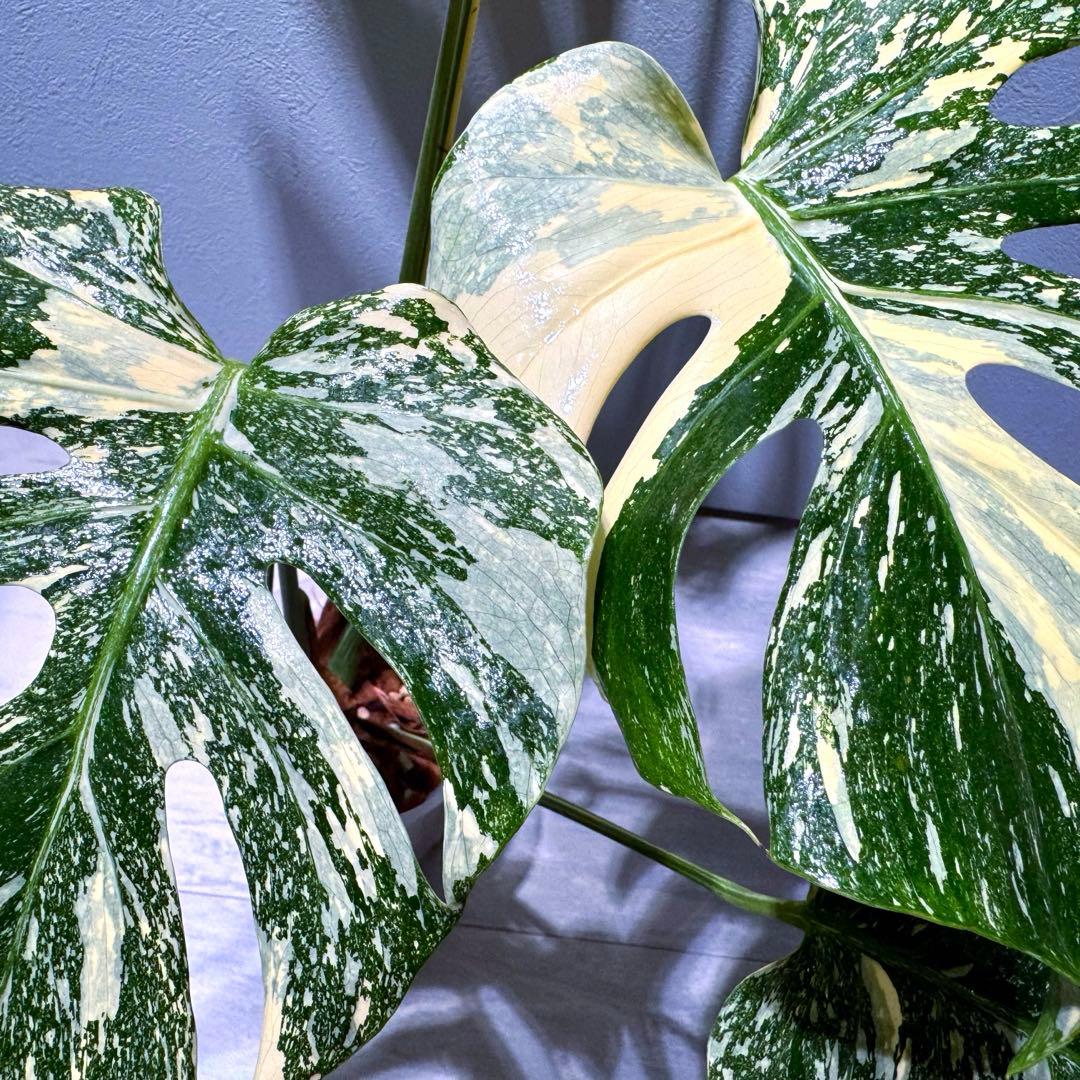 P*G様 モンステラ デリシオーサ クリームブリュレ 新葉展開中