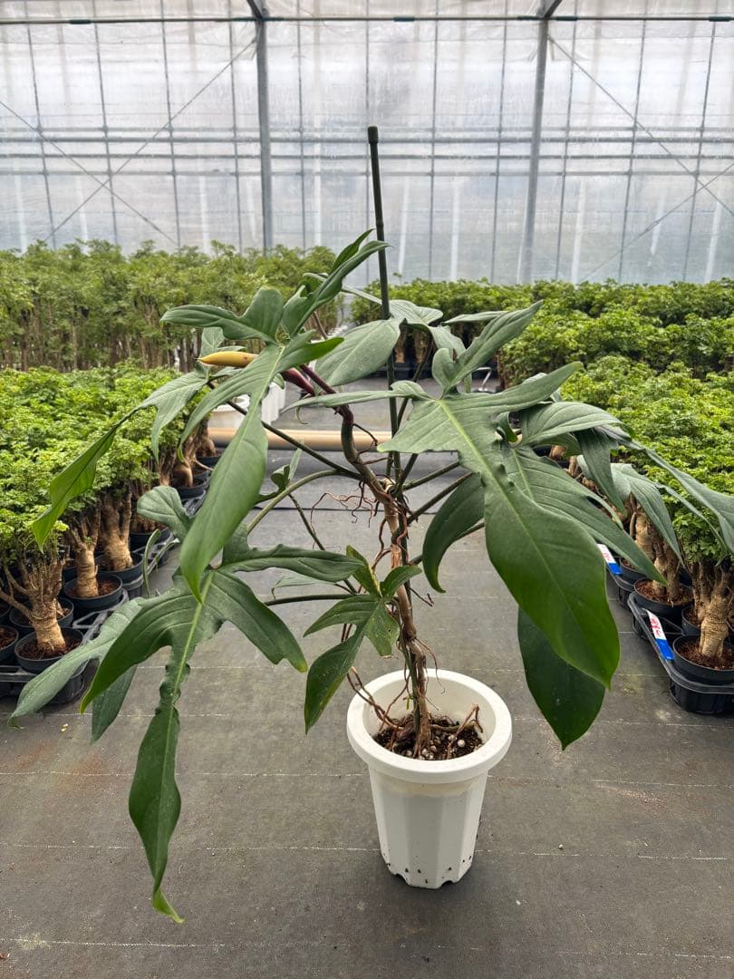 フィロデンドロン フロリダ　7号　110センチ　現品
