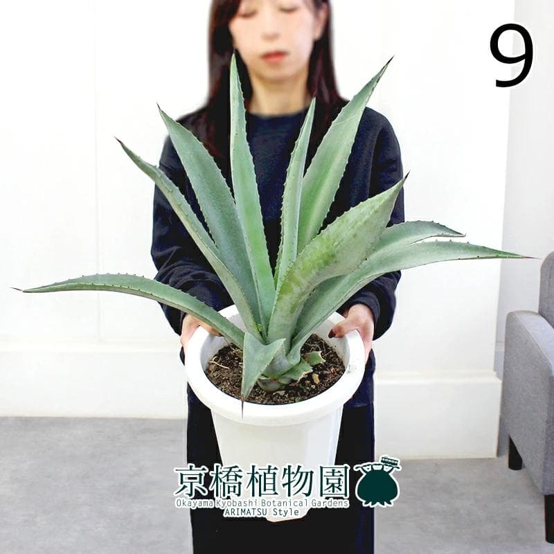 【現品】アガベ・アオノリュウゼツラン　8号　白鉢　（9）