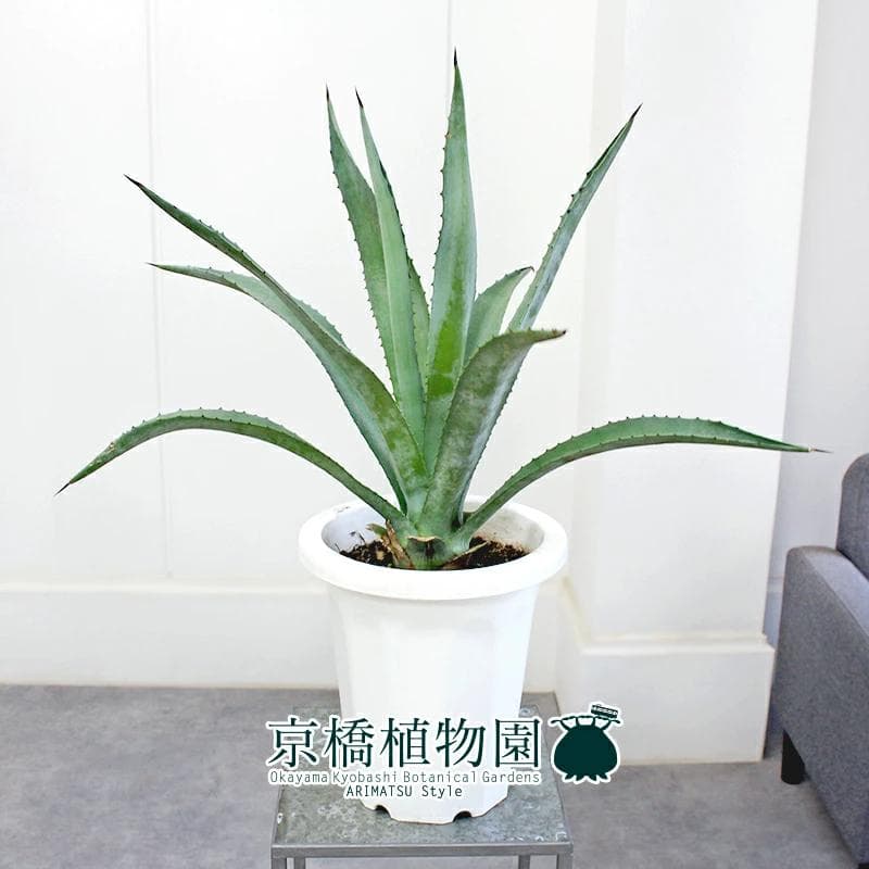 【現品】アガベ・アオノリュウゼツラン　8号　白鉢　（9）