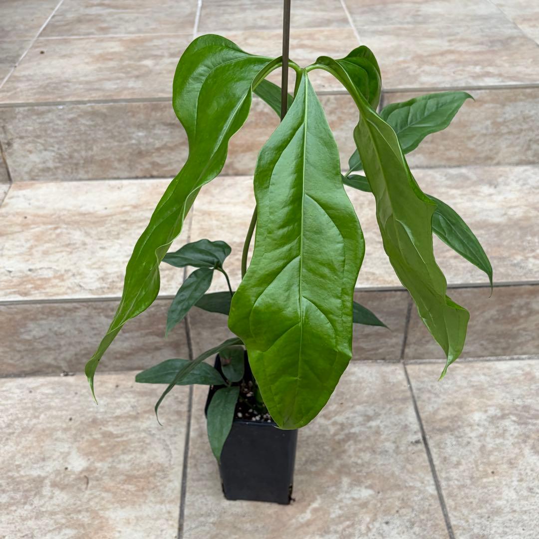 【セール】アンスリウム　カリブレイリー　約3.5号鉢　No.002　鉢、送料込