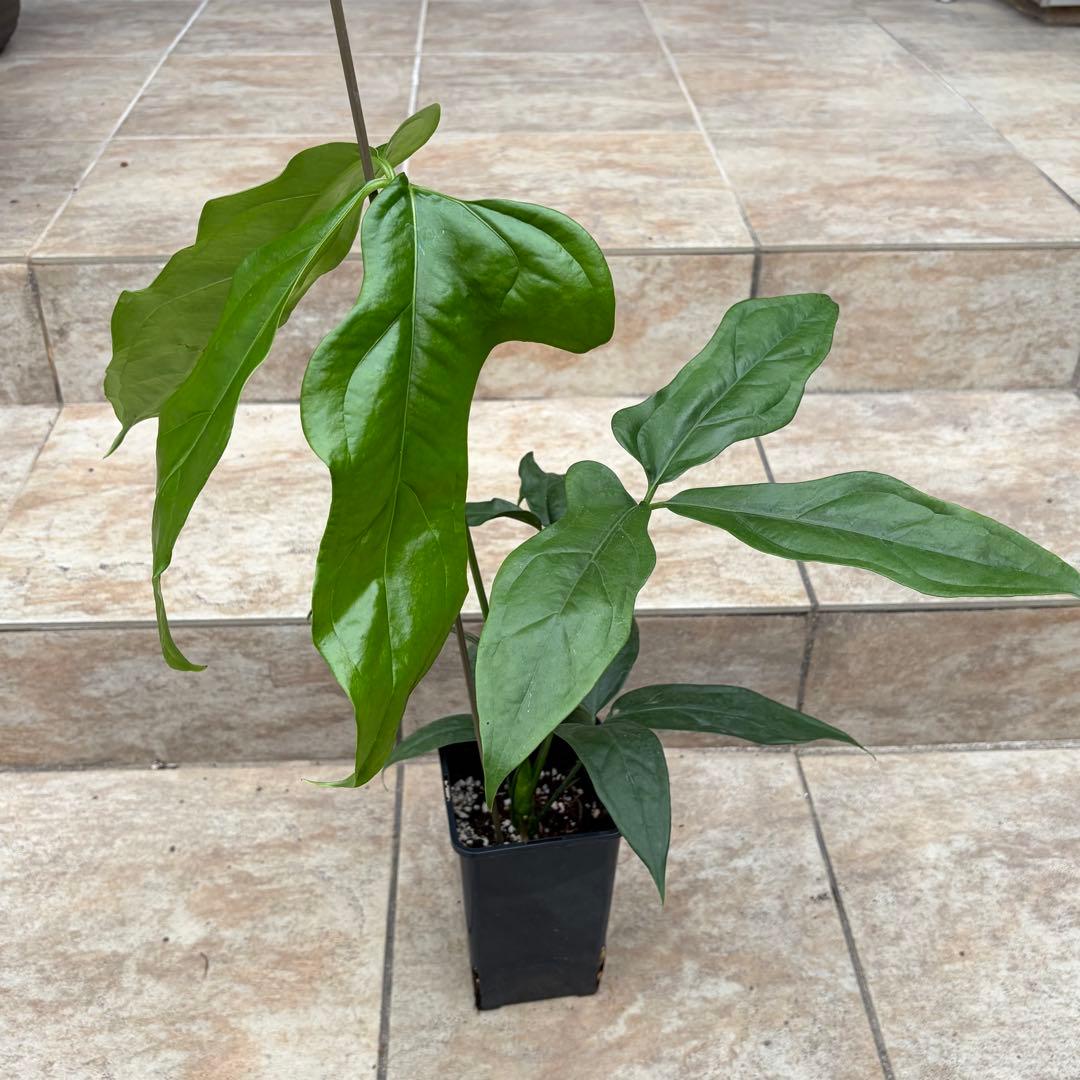 【セール】アンスリウム　カリブレイリー　約3.5号鉢　No.002　鉢、送料込