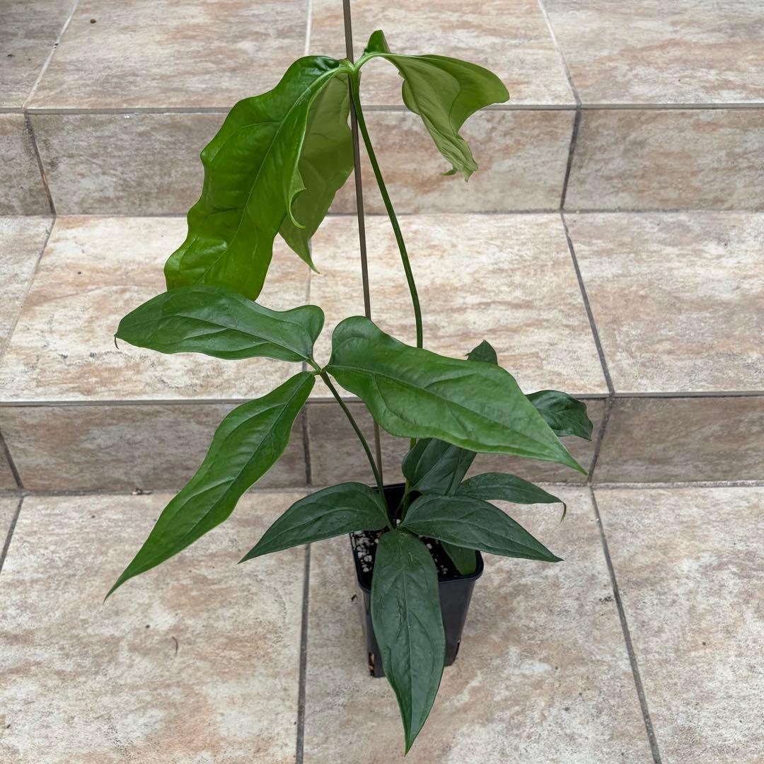 【セール】アンスリウム　カリブレイリー　約3.5号鉢　No.002　鉢、送料込