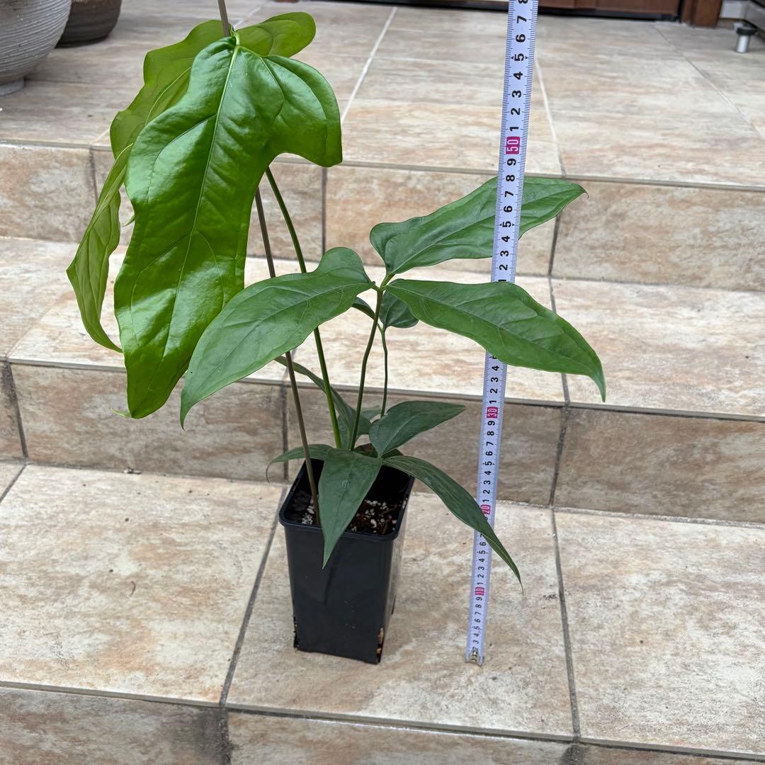 【セール】アンスリウム　カリブレイリー　約3.5号鉢　No.002　鉢、送料込