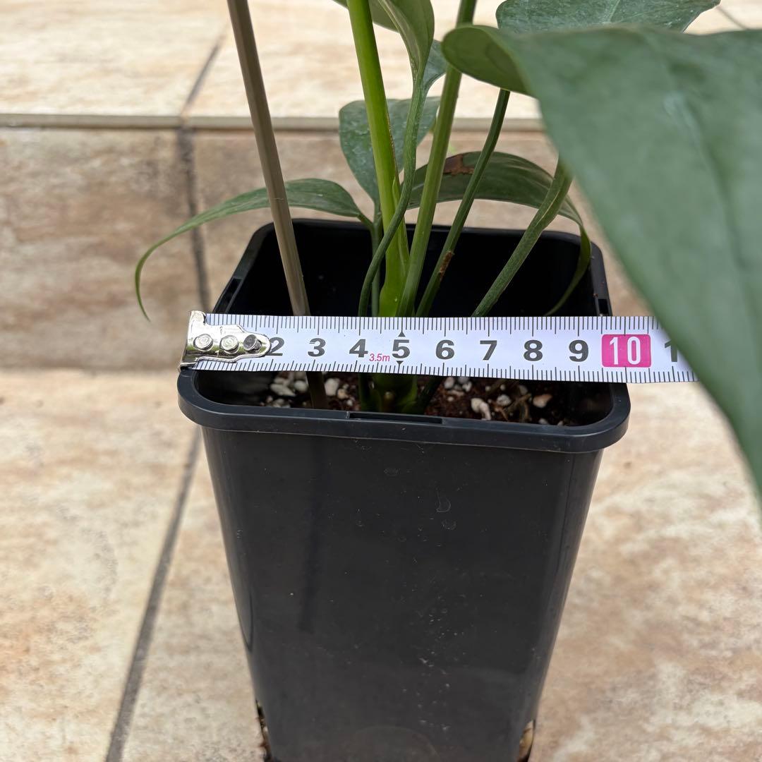 【セール】アンスリウム　カリブレイリー　約3.5号鉢　No.002　鉢、送料込