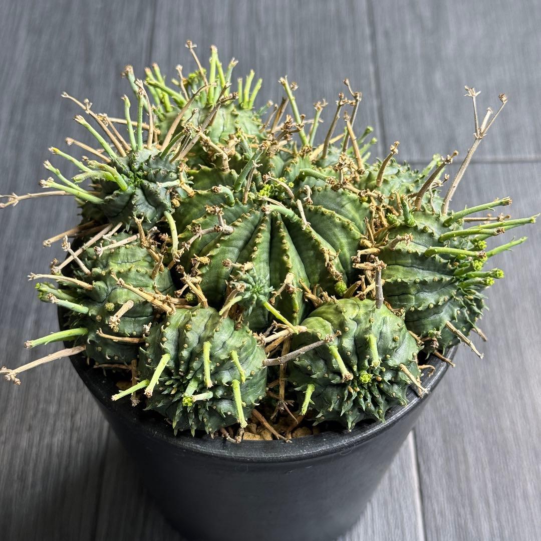 【選抜株】ユーフォルビア　バリダ　子吹きバリダ　雌株